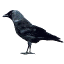 Kaja, Corvus monedula